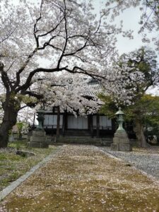 ２０２４年４月１２日　桜舞う頃